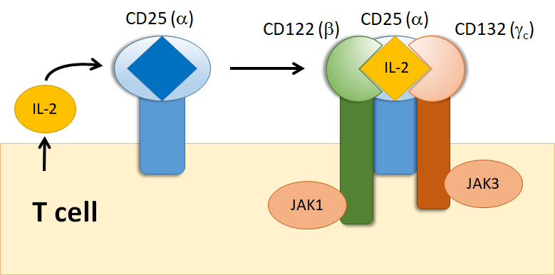 IL-2 Receptor