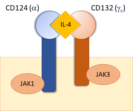IL-4 Signaling